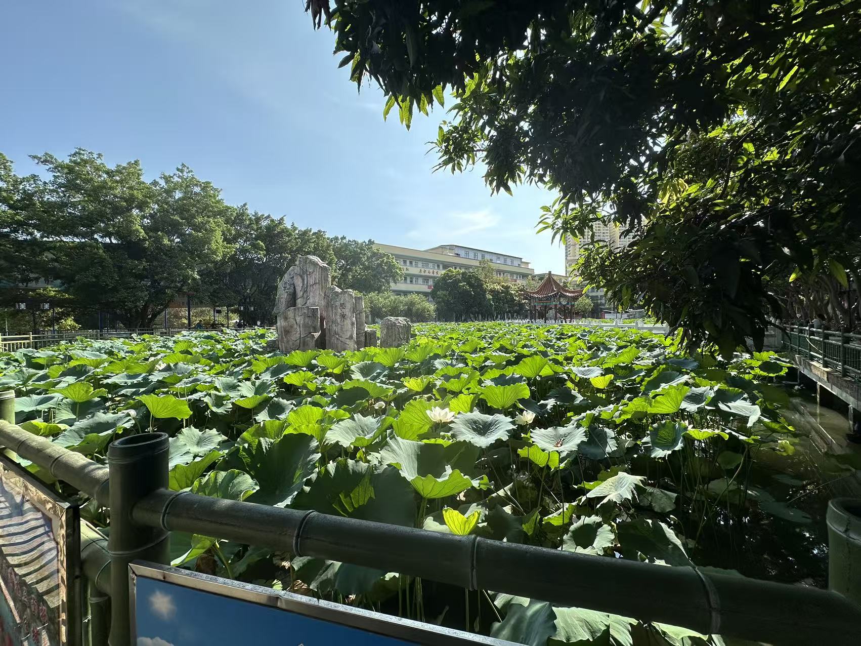 平南街道中学校园荷花池